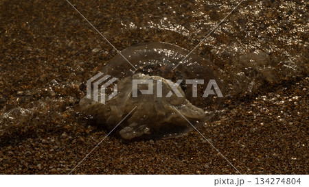 Jellyfish washed ashore lie translucent on the dark pebble beach, soft waves breaking against them. The jellyfish sparkle in the warm sunlight, revealing delicate marine life. 134274804