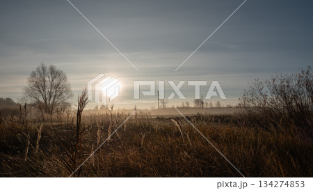 misty dawn field with low sun casting soft golden light across frosttipped grasses, lone bare tree silhouette left, distant smokestacks on horizon, thin veil of fog, tranquil rural atmosphere, cool 134274853