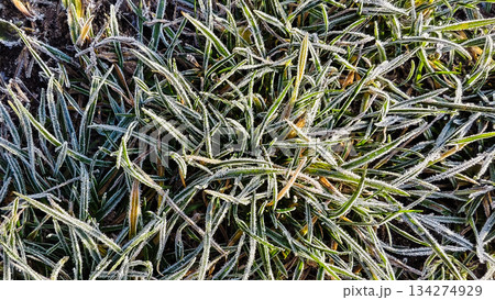 Frost-covered blades of grass glisten. A view of an icy morning. A macro shot of crystalline frost covering the green blades of grass. A calm, quiet scene, perfect for starting the winter mood. 134274929