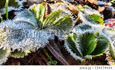Frost-covered strawberry leaves, sparkling with fine ice crystals. A low-angle macro shot, showing the sharp edges of the frost crystals. A backdrop of frost-covered autumn soil on a sunny morning. 134274934