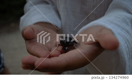 A large beetle in a child's small hands. A child carefully holds a large black beetle in their palms, developing curiosity and a connection with nature while exploring the wonders of the insect world. 134274960