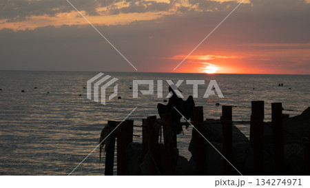 A cormorant silhouetted against a vibrant orange sunset, perched on a dilapidated wooden pier. The cormorant dries its wings over the calm ocean water in the rays of the setting sun. A cormorant silhouetted against a vibrant orange sunset, perched on a dilapidated wooden pier. The cormorant dries its wings over the calm ocean water in the rays of the setting sun. 134274971