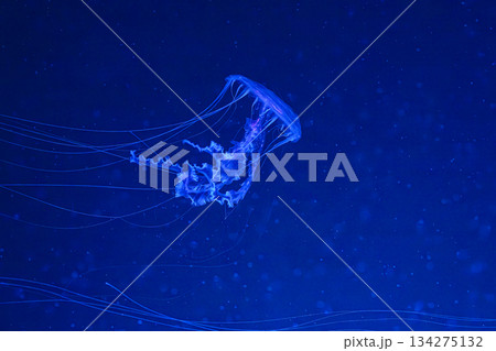 Chrysaora achlyos or black sea nettle jellyfish swim in blue water with illumination of aquarium 134275132