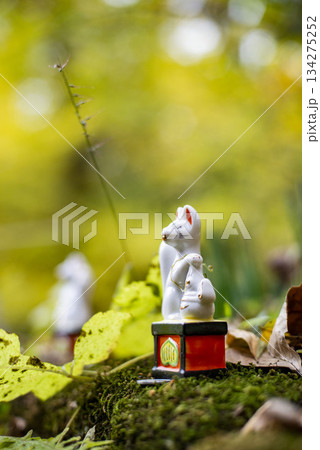 鎌倉251127 佐助稲荷神社1 鎌倉251127 佐助稲荷神社1 134275252