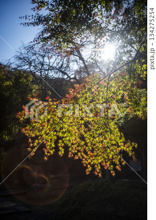 鎌倉251128 安国論寺1 紅葉 鎌倉251128 安国論寺1 紅葉 134275254
