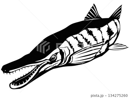 カッコいいけど危険外来魚のアリゲーターガーの切り絵イラスト 134275260