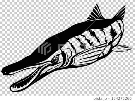 カッコいいけど危険外来魚のアリゲーターガーの切り絵イラスト 134275260