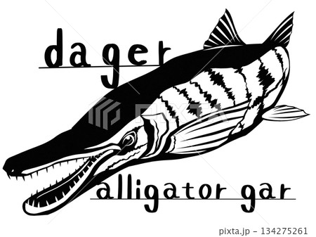 見た目ワニ顔の危険な古代魚アリゲーターガーの切り絵イラスト 134275261