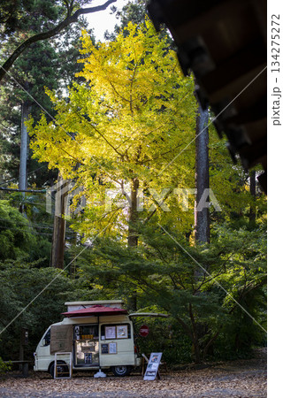 鎌倉251127　浄智寺　黄葉 134275272