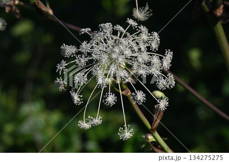 信州栂池で見た白色の花が放射状に広がった複散形花序が綺麗なシシウド 134275275