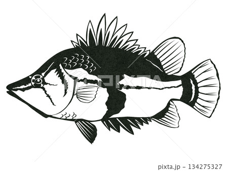 淡水魚で擬態の上手なリーフフィッシュの切り絵イラスト 淡水魚で擬態の上手なリーフフィッシュの切り絵イラスト 134275327