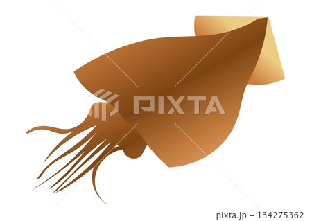 スルメ スルメ 134275362