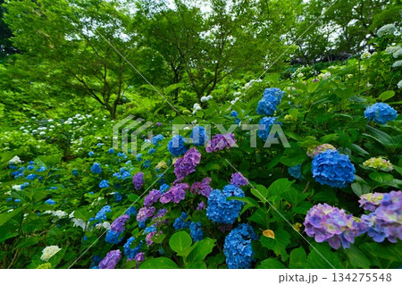 都城市 あじさい公園 都城市 あじさい公園 134275548