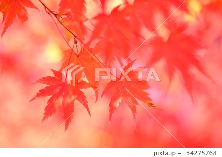 深紅のもみじのクローズアップ素材 深紅のもみじのクローズアップ素材 134275768