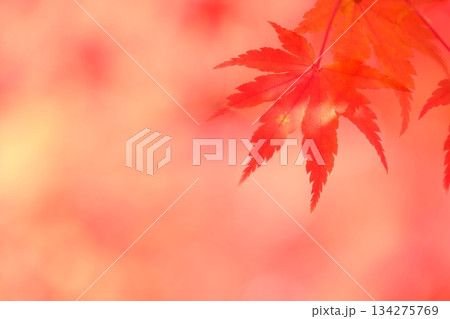 深紅のもみじのクローズアップ素材 深紅のもみじのクローズアップ素材 134275769
