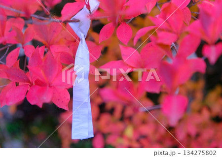 結ばれたおみくじと紅葉の秋イメージ素材 結ばれたおみくじと紅葉の秋イメージ素材 134275802