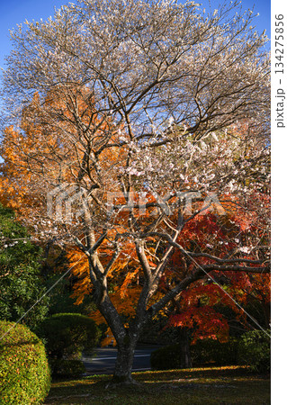 神宮美術館庭園 紅葉 神宮美術館庭園 紅葉 134275856