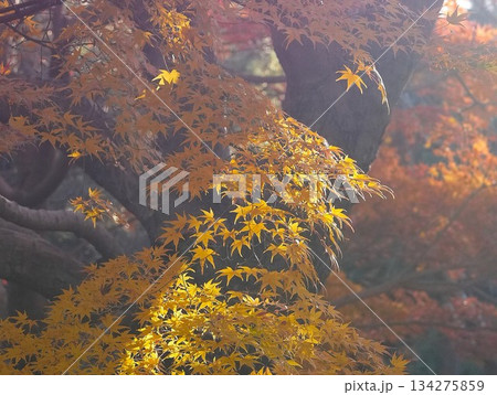 神宮美術館庭園 紅葉 神宮美術館庭園 紅葉 134275859