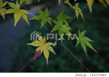神宮美術館庭園 紅葉 神宮美術館庭園 紅葉 134275864