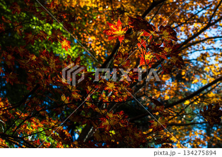 奥多摩の紅葉 奥多摩の紅葉 134275894