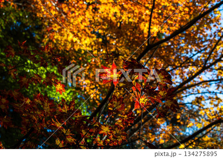 奥多摩の紅葉 134275895