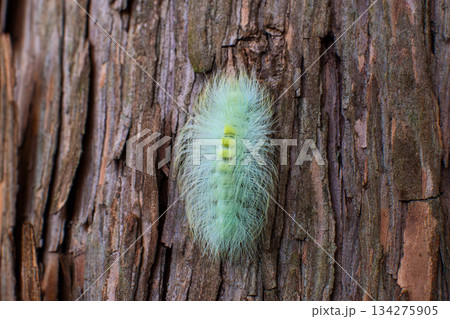 シタキドクガの幼虫 134275905