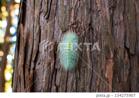 シタキドクガの幼虫 134275907
