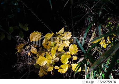 ミズナラの落ち葉 134275910