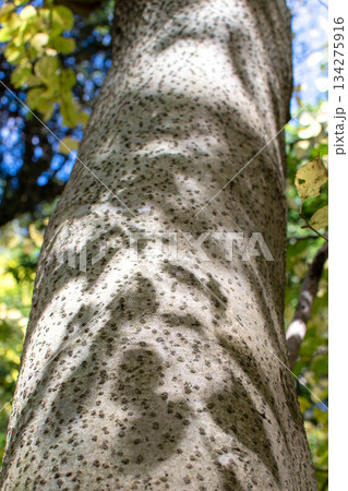 ブナの幹 134275916