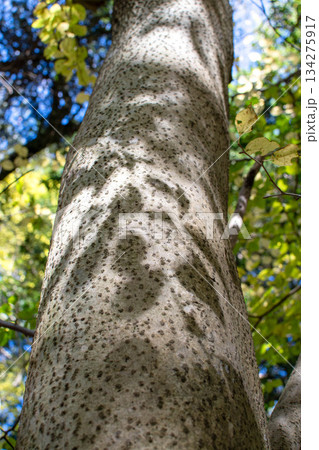 ブナの幹 134275917