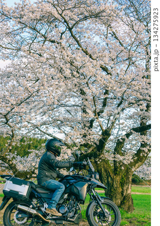 春の桜とオートバイ 春の桜とオートバイ 134275923
