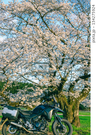 春の桜とオートバイ 春の桜とオートバイ 134275924