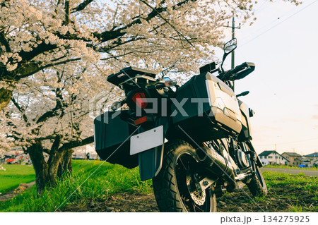 春の桜とオートバイ 春の桜とオートバイ 134275925