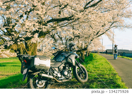 春の桜とオートバイ 134275926