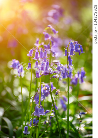Blossoming lovely spring violet-blue flowers - common bluebells or hyacinthoides, Belgium 134275928