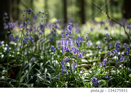 Blossoming lovely spring violet-blue flowers - common bluebells or hyacinthoides, Belgium Blossoming lovely spring violet-blue flowers - common bluebells or hyacinthoides, Belgium 134275931
