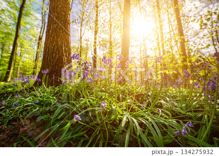 Blossoming lovely spring violet-blue flowers - common bluebells or hyacinthoides, Belgium 134275932