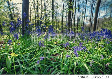 Blossoming lovely spring violet-blue flowers - common bluebells or hyacinthoides, Belgium Blossoming lovely spring violet-blue flowers - common bluebells or hyacinthoides, Belgium 134275933