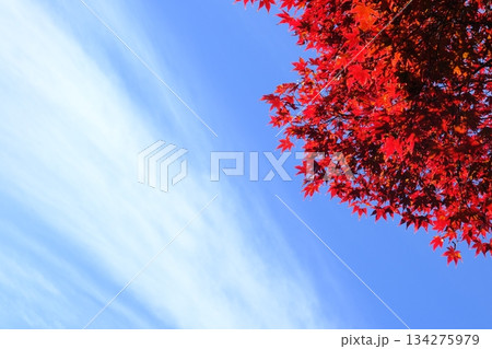 筋雲と紅葉の秋の爽やかなイメージ素材 134275979