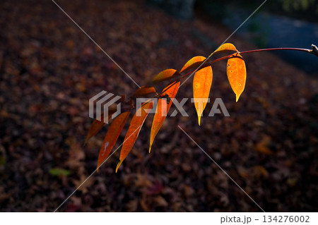 神宮美術館庭園 紅葉 神宮美術館庭園 紅葉 134276002