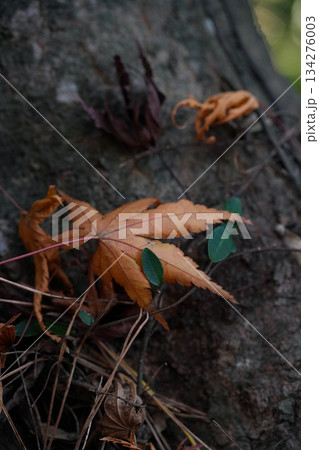 神宮美術館庭園　紅葉 134276003