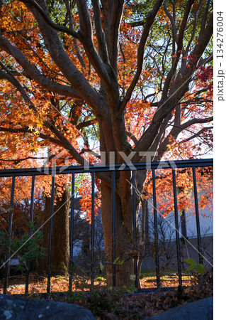 神宮美術館庭園　紅葉 134276004