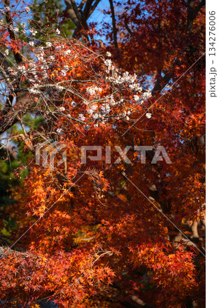 神宮美術館庭園　紅葉 134276006