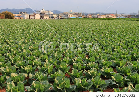 春キャベツの畑　三浦半島のキャベツ畑　春キャベツ 134276032
