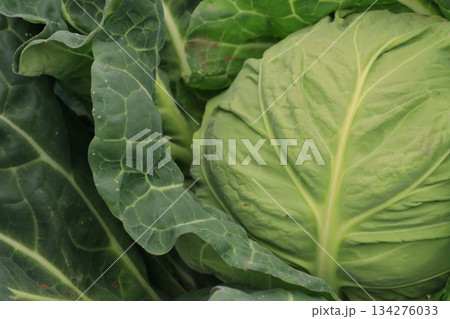 春キャベツの畑　三浦半島のキャベツ畑　春キャベツ 134276033