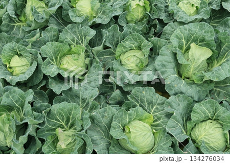 春キャベツの畑　三浦半島のキャベツ畑　春キャベツ 134276034