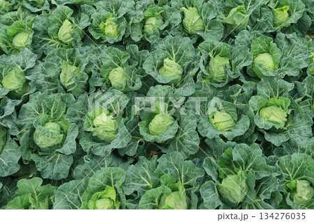 春キャベツの畑　三浦半島のキャベツ畑　春キャベツ 134276035