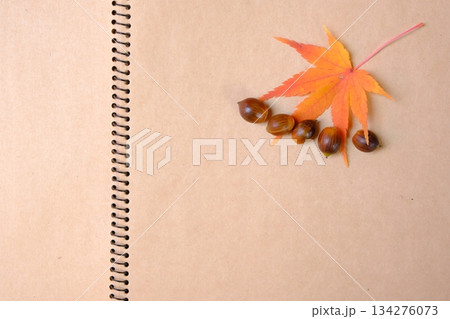 スケッチブックともみじとどんぐりの秋イメージ素材 134276073