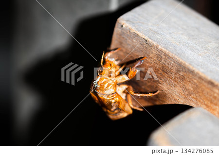 セミの抜け殻 134276085