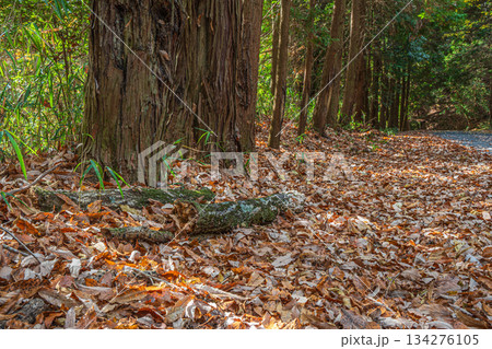 落ち葉散り積もる山林　京都府笠置町 134276105